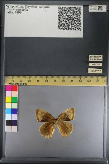 Media type: image;   Entomology 213609